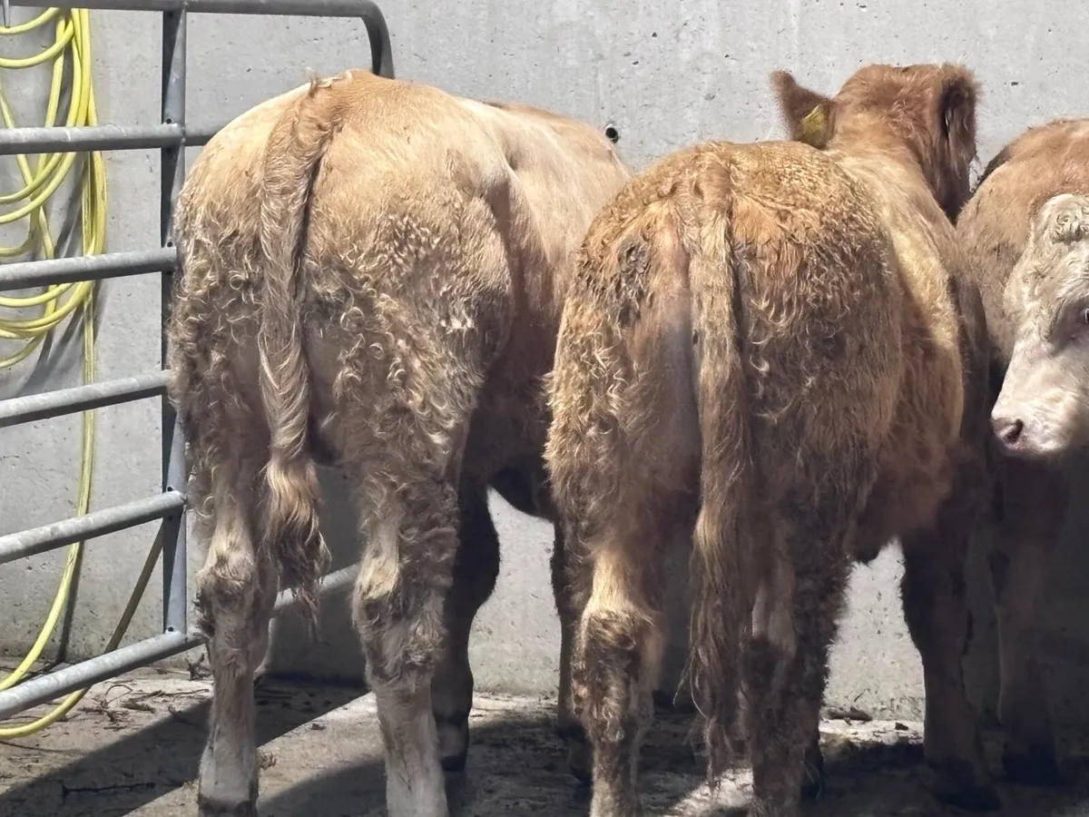 7 smashing Charlaois bull Weanlings for sale - Image 3