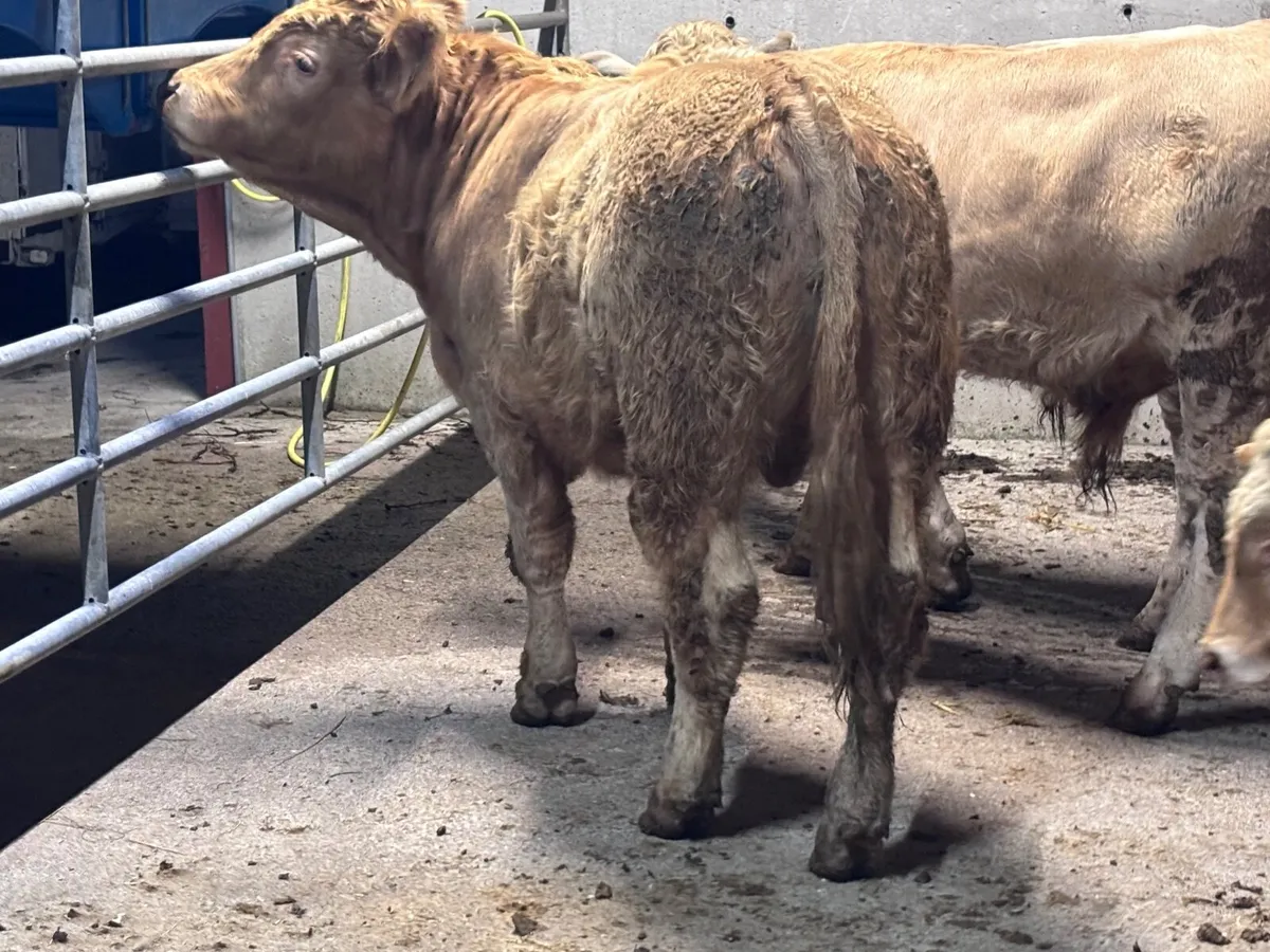 7 smashing Charlaois bull Weanlings for sale - Image 4
