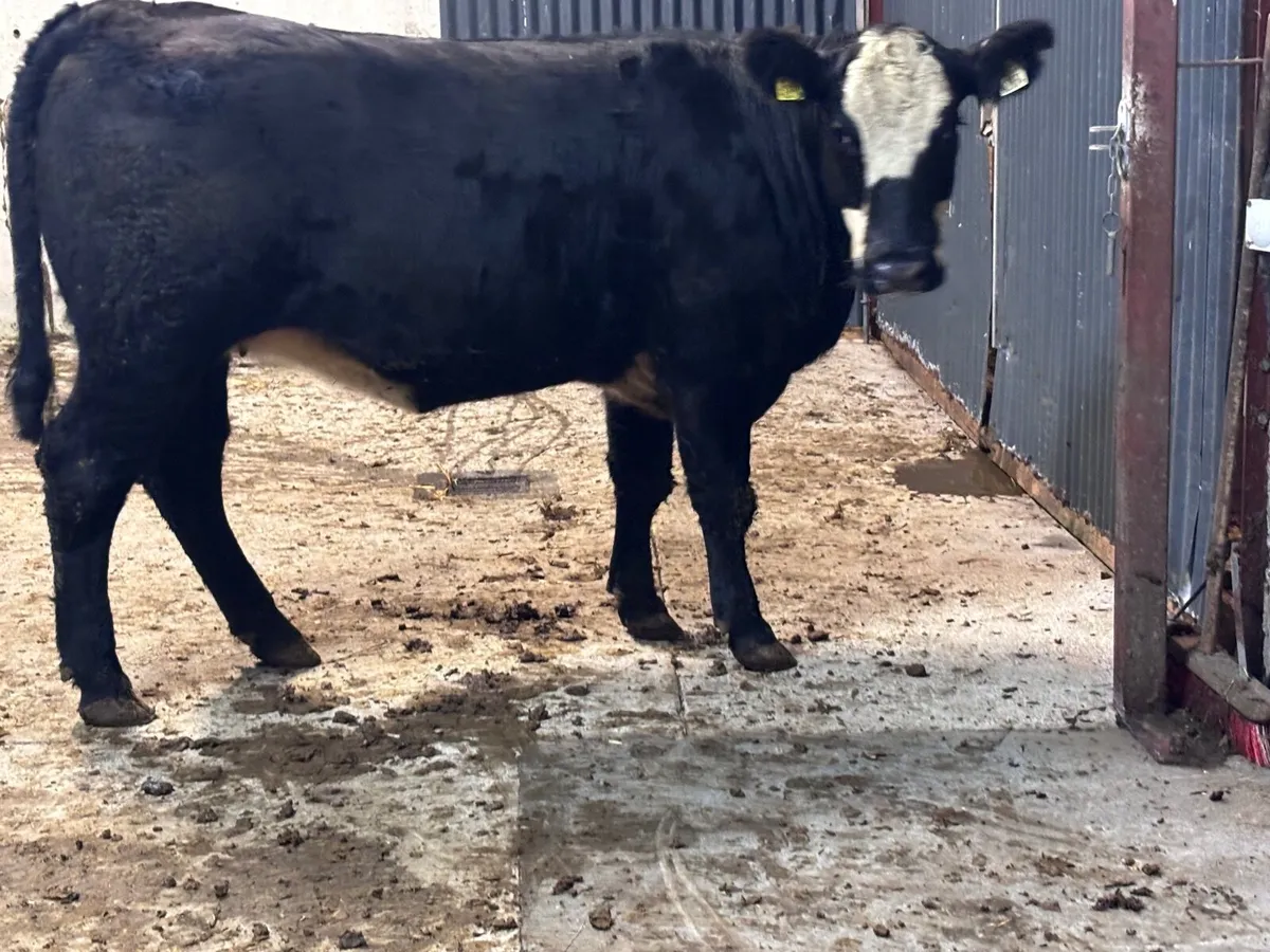 Smashing bulling heifer for sale - Image 2