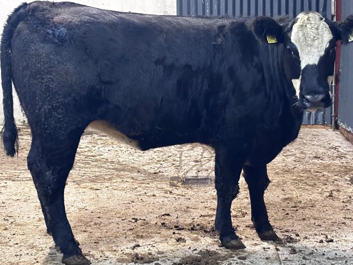 Smashing bulling heifer for sale - Image 4