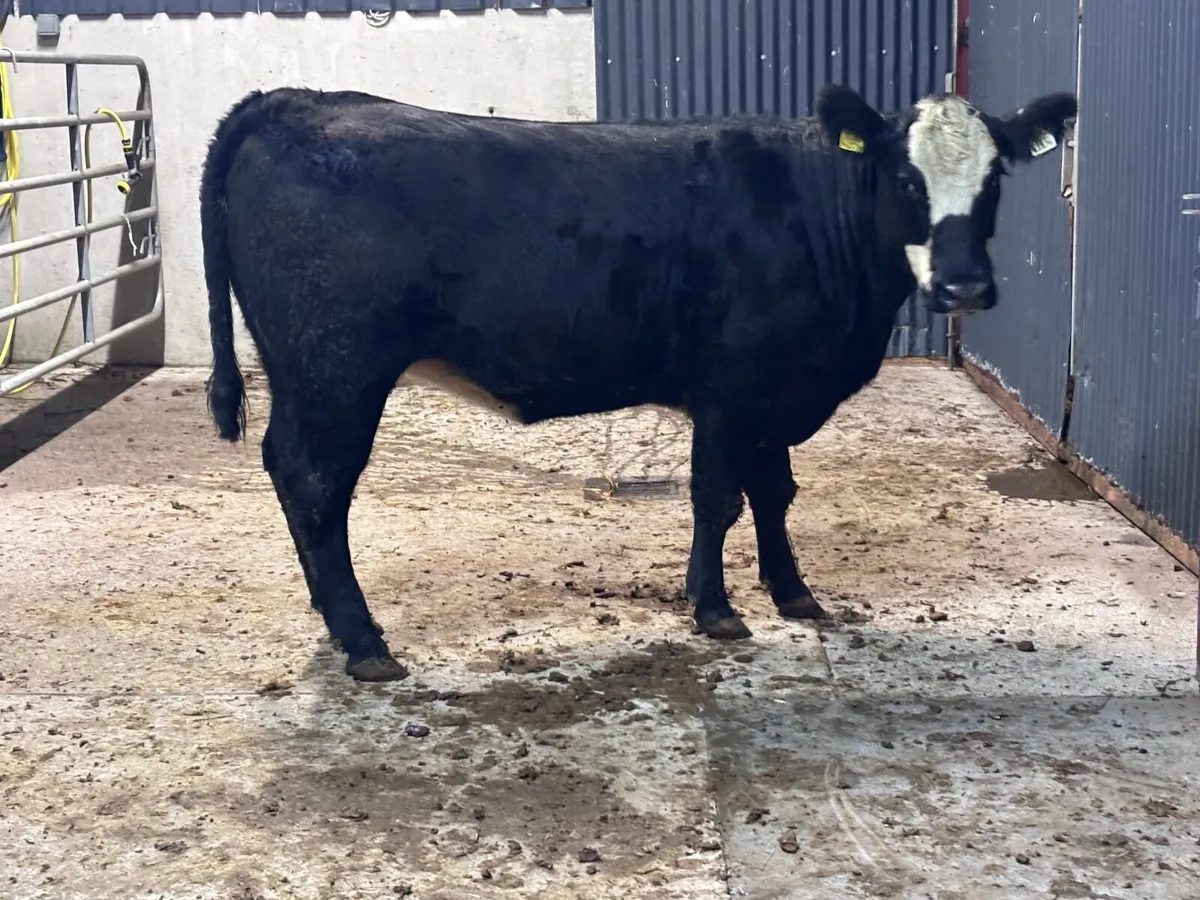 Smashing bulling heifer for sale - Image 3