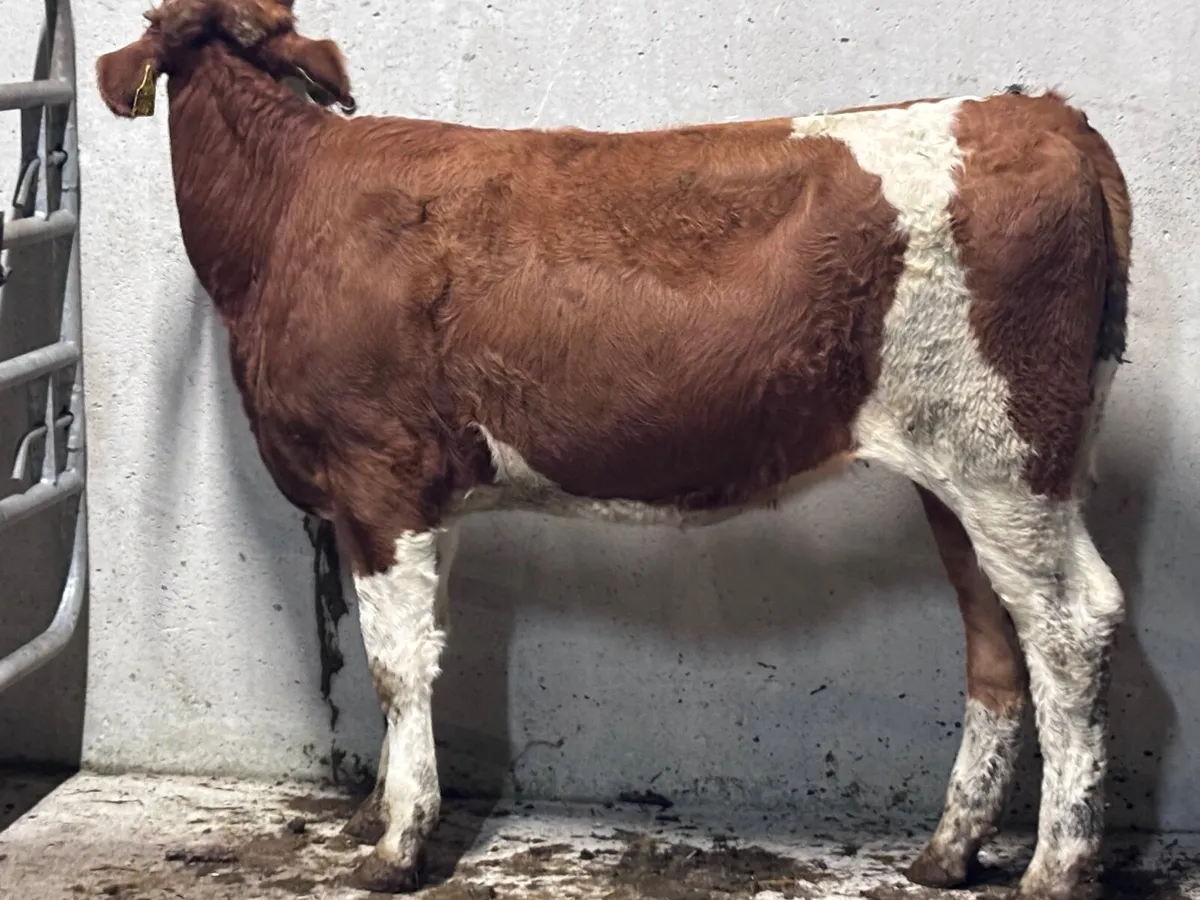 Simmental weanling heifer for sale - Image 1