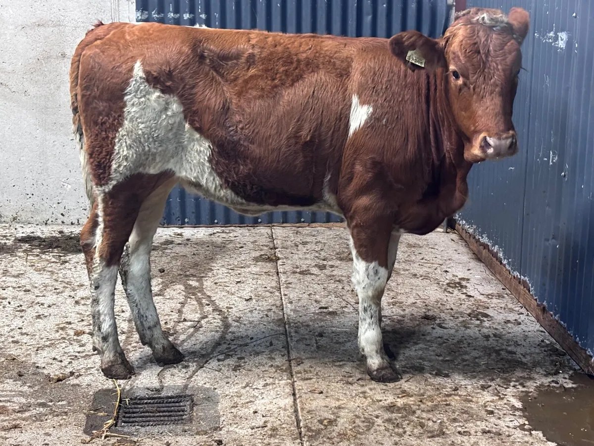 Simmental weanling heifer for sale - Image 2