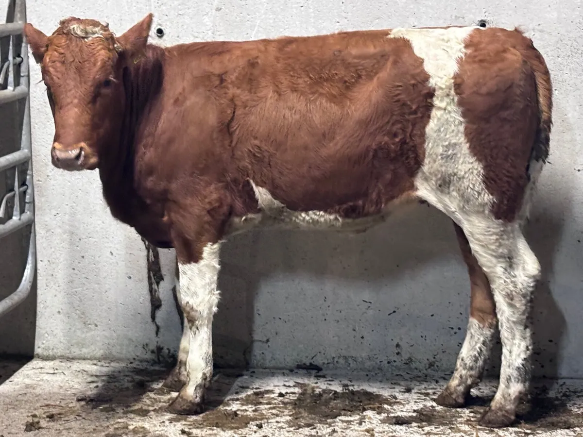 Simmental weanling heifer for sale - Image 3
