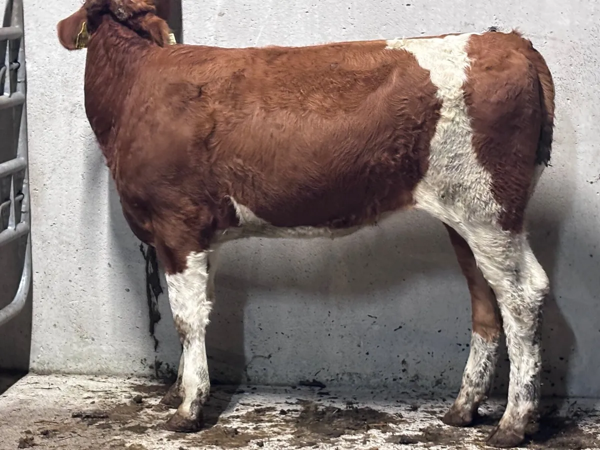 Simmental weanling heifer for sale - Image 4