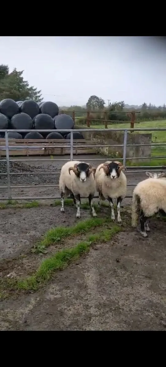 Swaledale Shearling Rams - Image 3