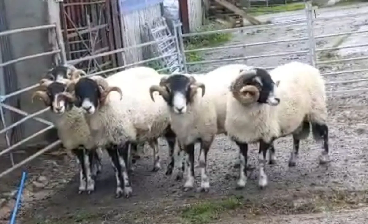 Swaledale Shearling Rams - Image 1