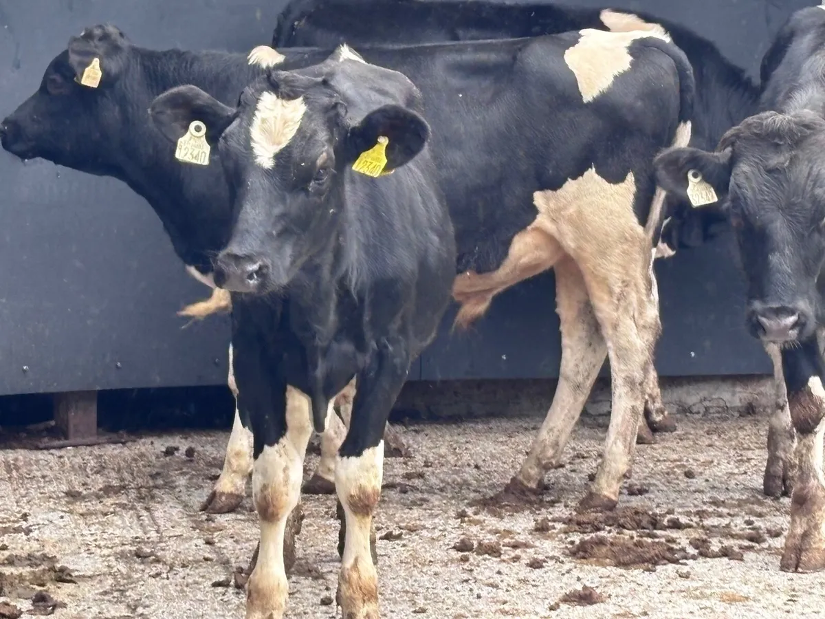 4 Freisan bull Weanlings for sale @€690 - Image 2