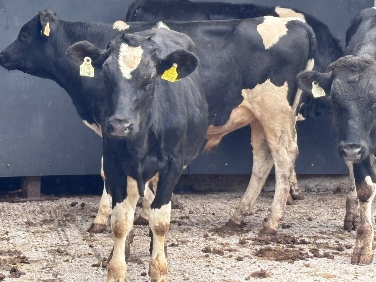 4 Freisan bull Weanlings for sale @€690 - Image 3