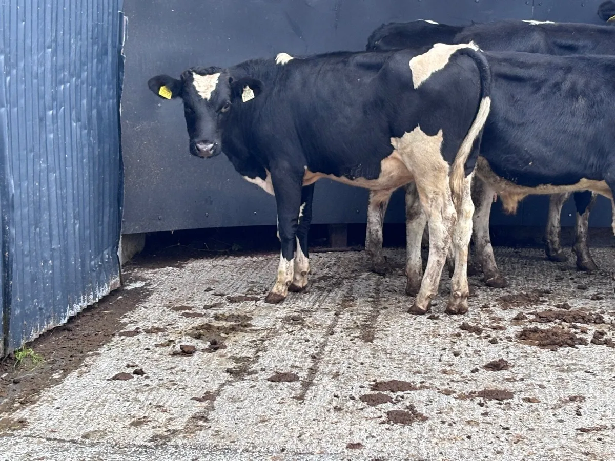 4 Freisan bull Weanlings for sale @€690 - Image 4