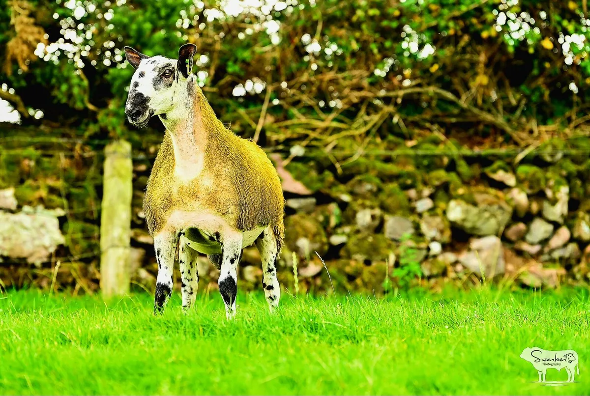 South of Ireland Bluefaced Leicester - Image 3