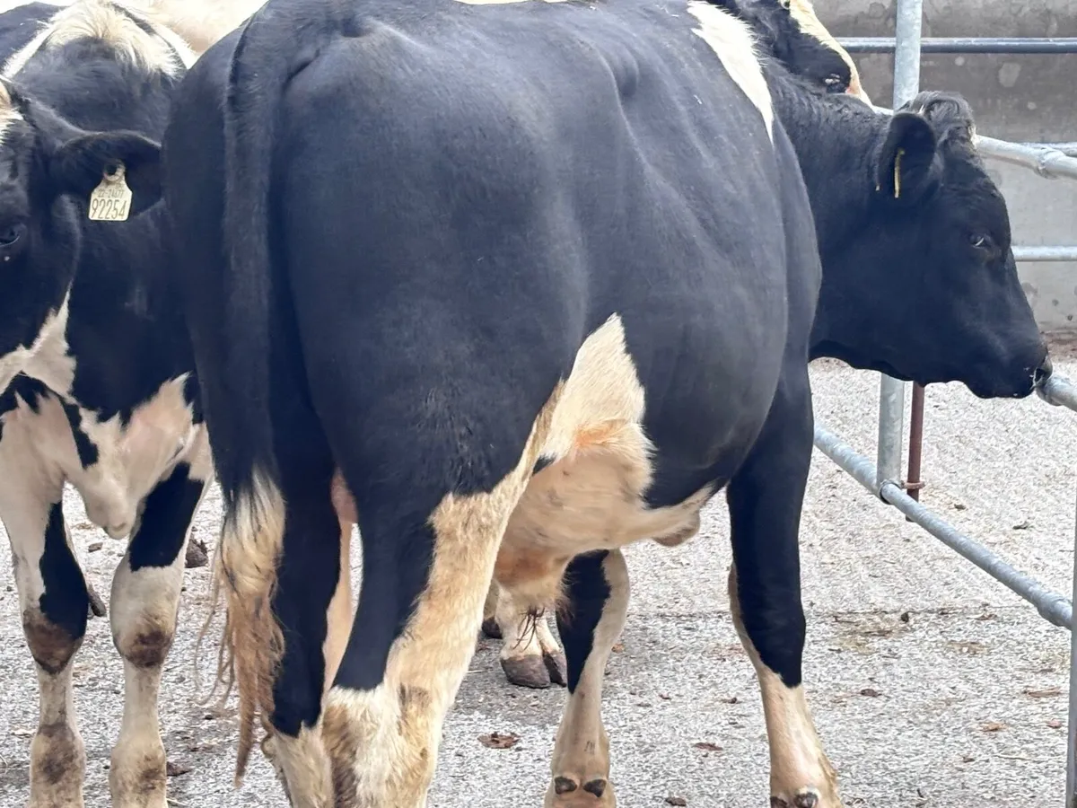 3 British Freisan bulls for sale - Image 2
