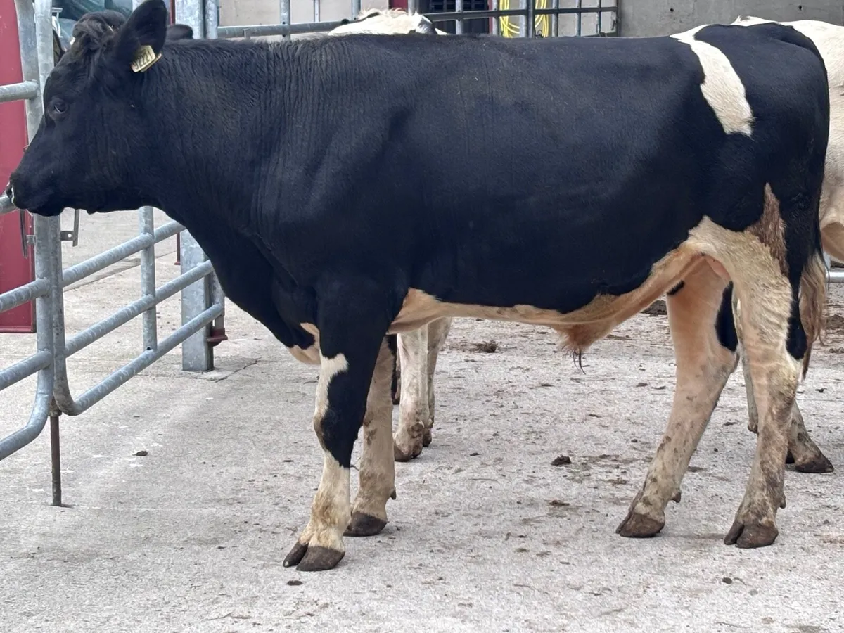 3 British Freisan bulls for sale - Image 3