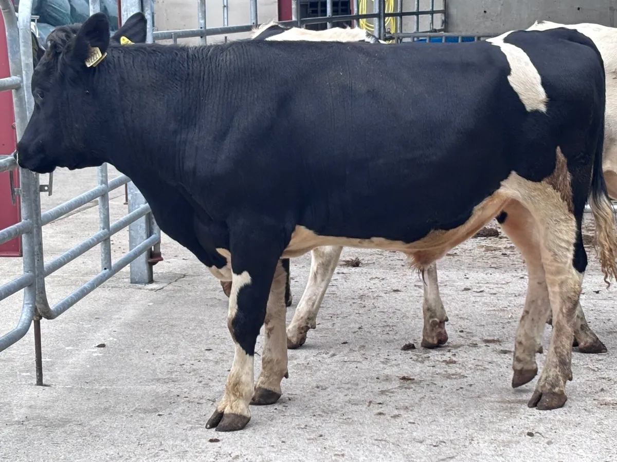 3 British Freisan bulls for sale - Image 4