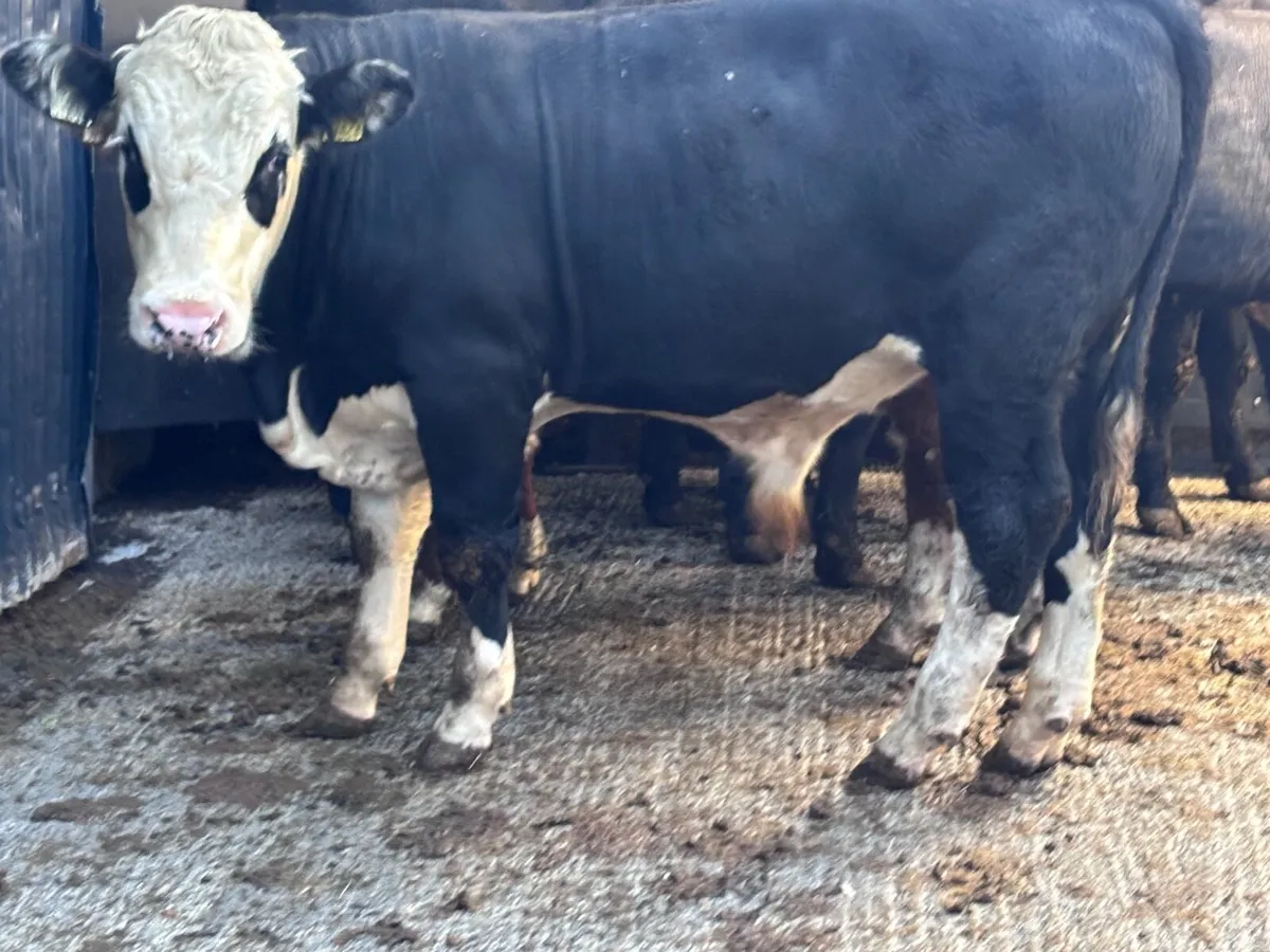4 top quality Hereford & Angus bullock’s for sale - Image 2