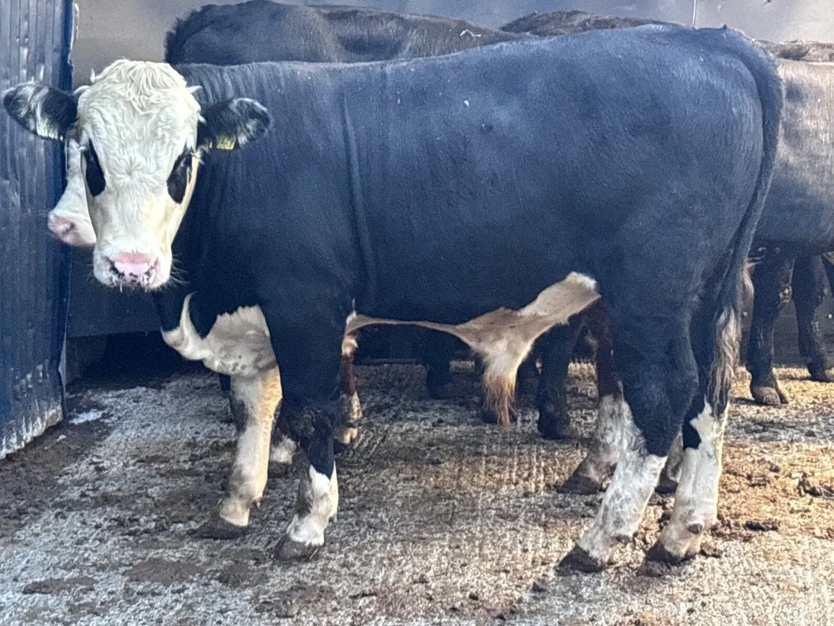 4 top quality Hereford & Angus bullock’s for sale - Image 4