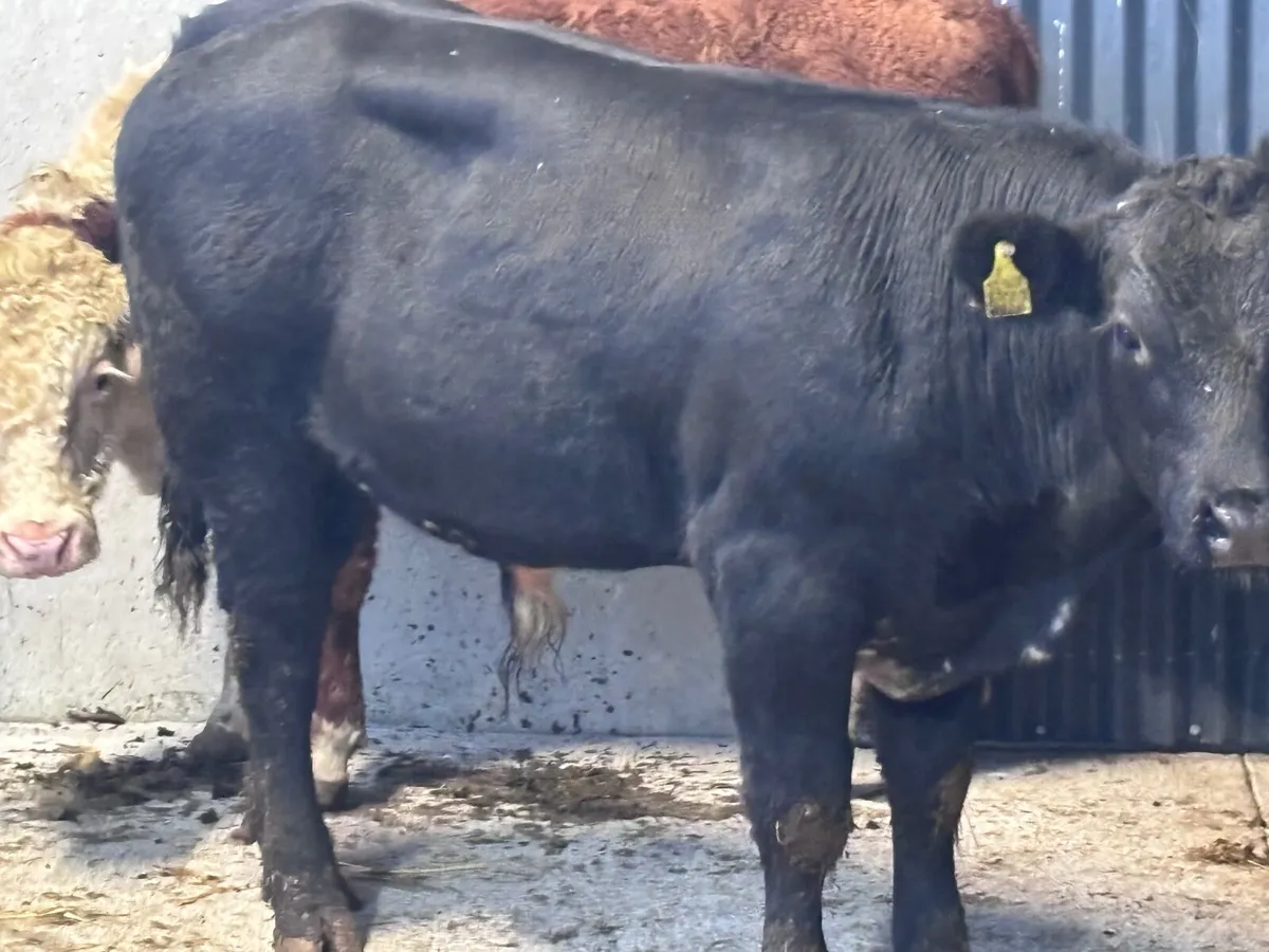4 top quality Hereford & Angus bullock’s for sale - Image 3