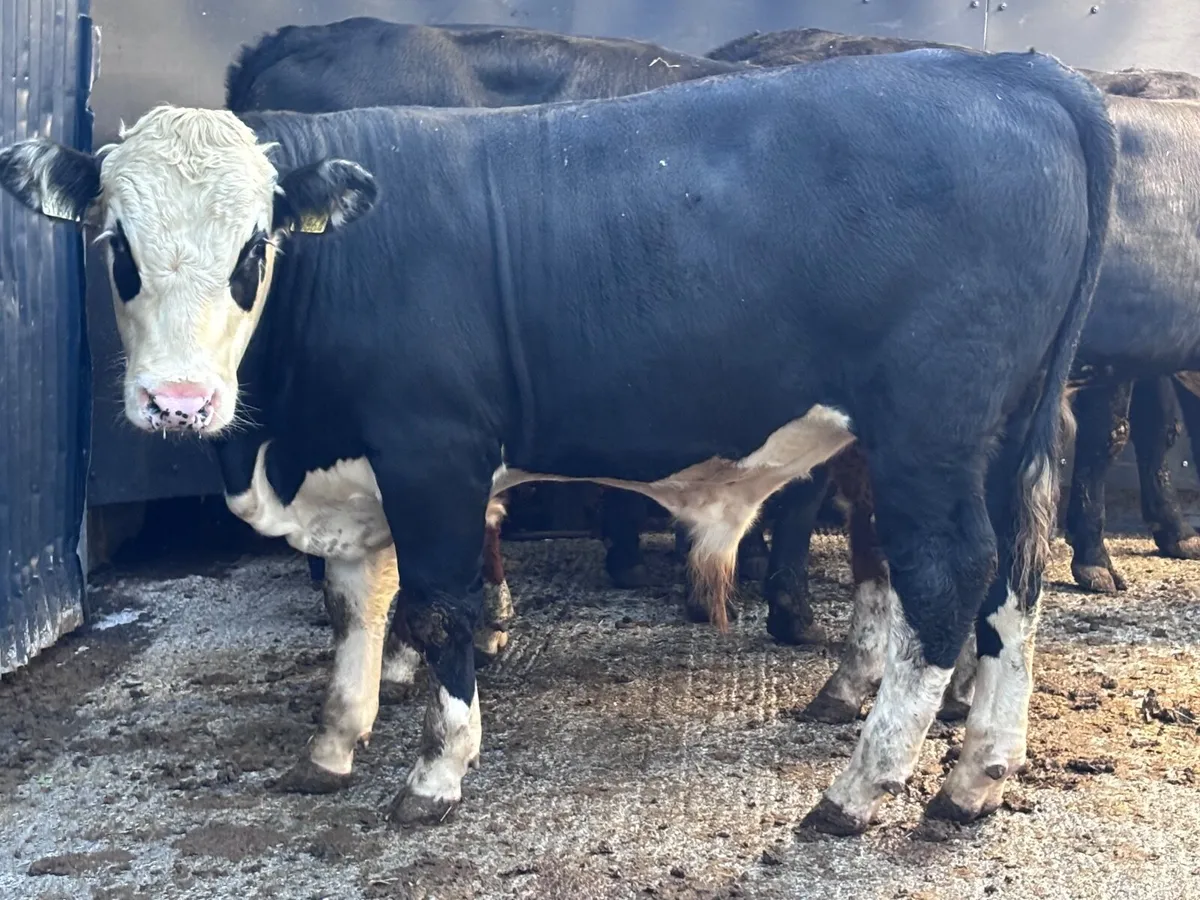 4 top quality Hereford & Angus bullock’s for sale - Image 1