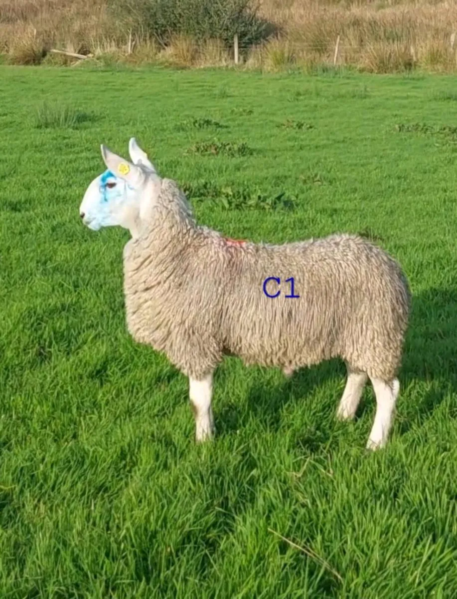 Mayo Blackface/North Country Cheviot Ram Lambs - Image 2