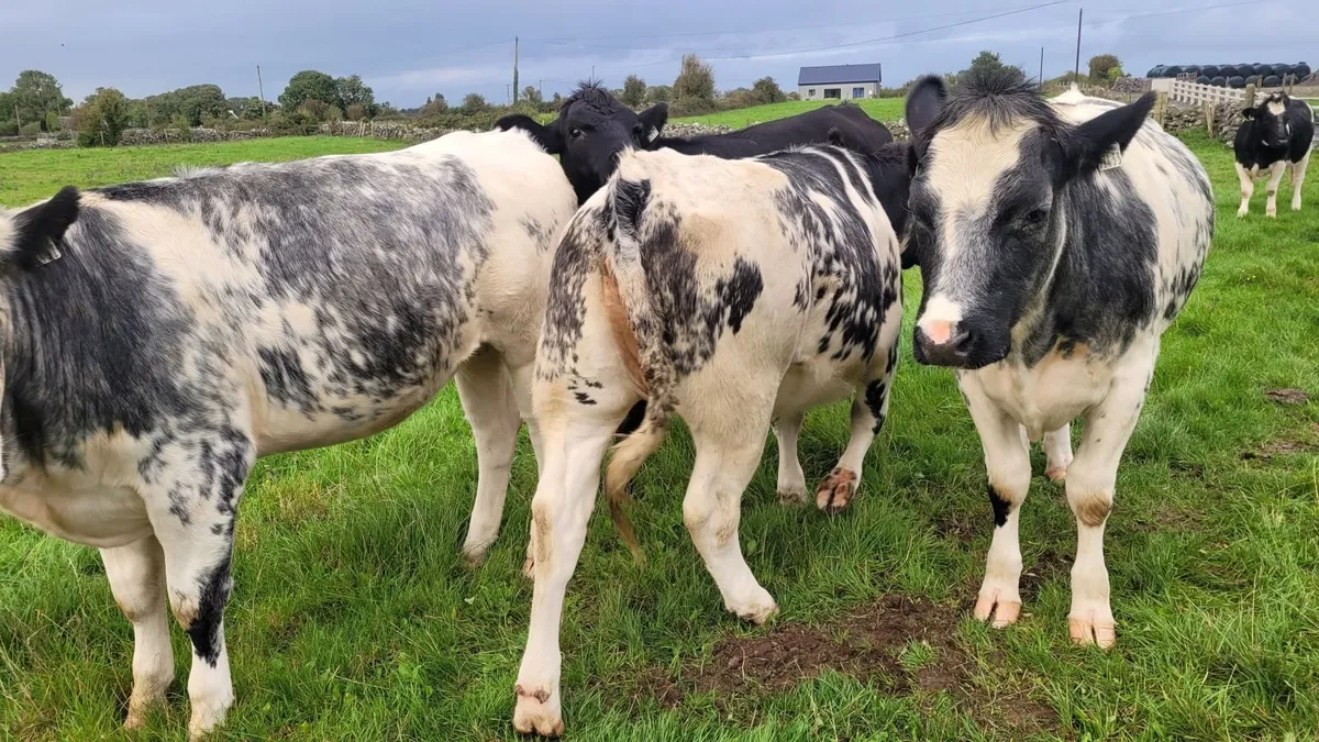 Breeding heifers - Image 1