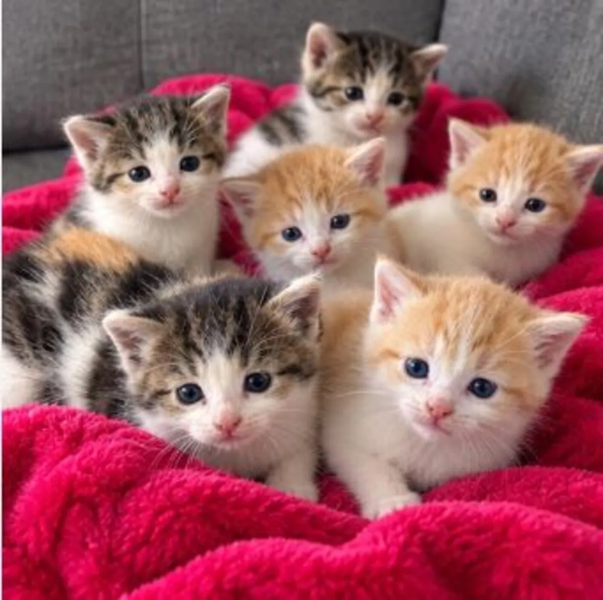 kittens - Image 1