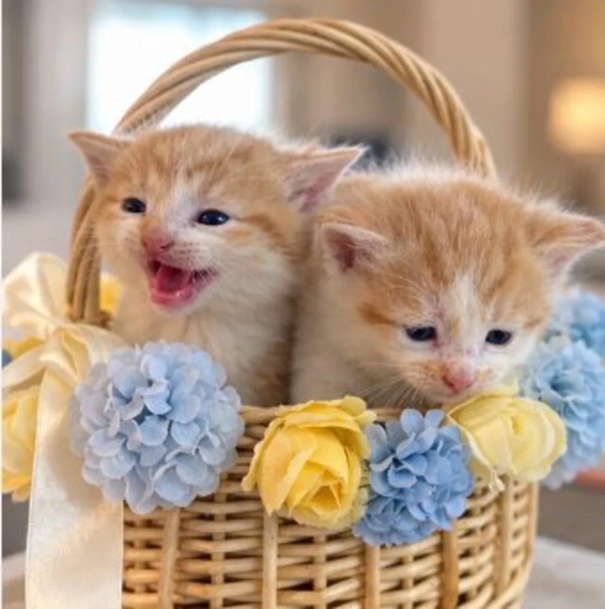 kittens - Image 3