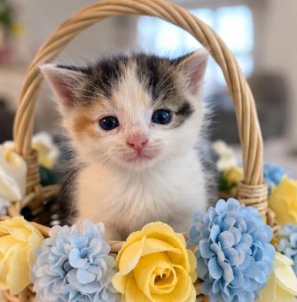 kittens - Image 4