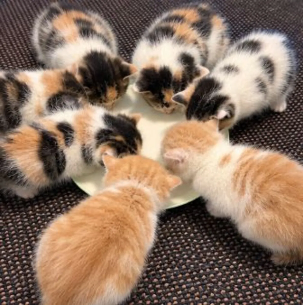 kittens - Image 2