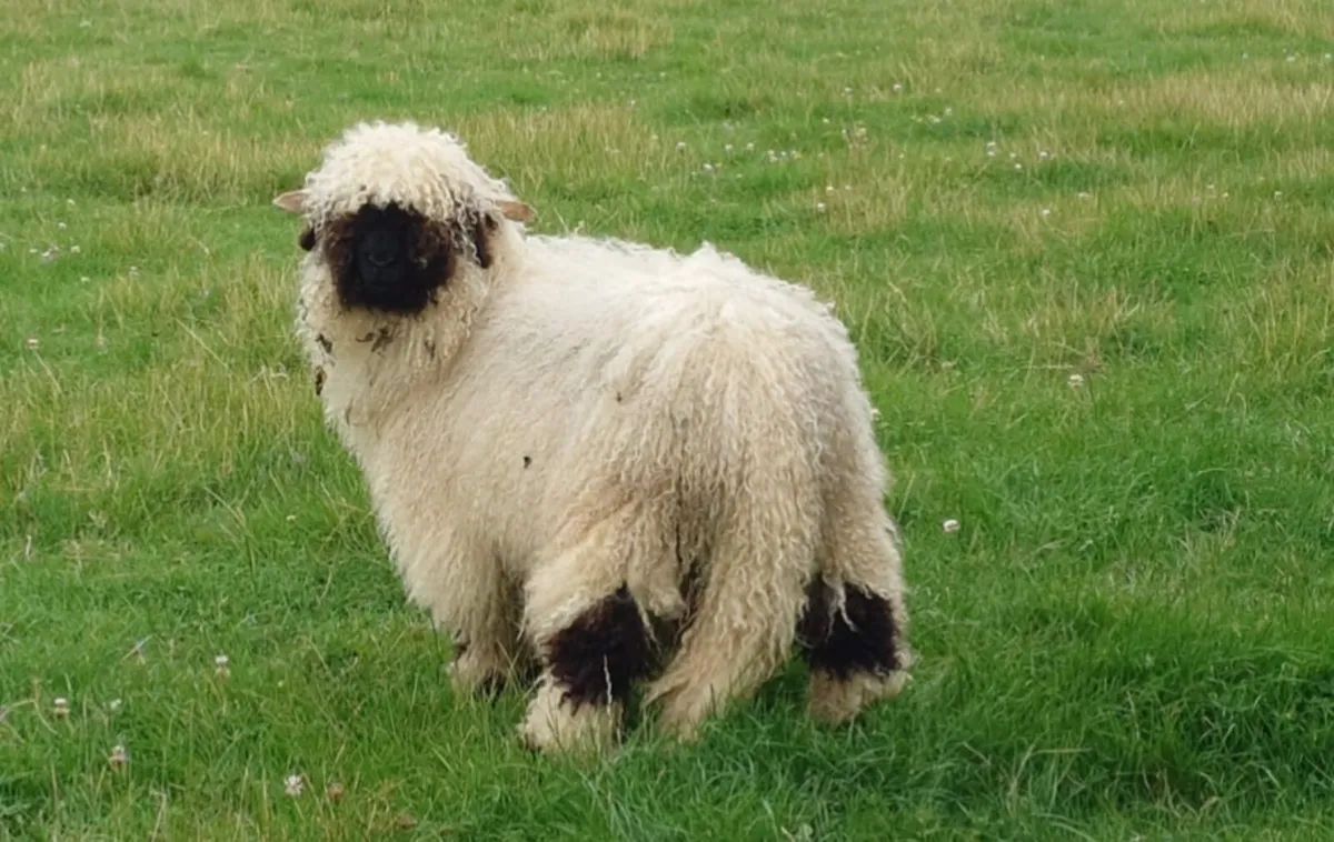 Valais Blacknose Ram