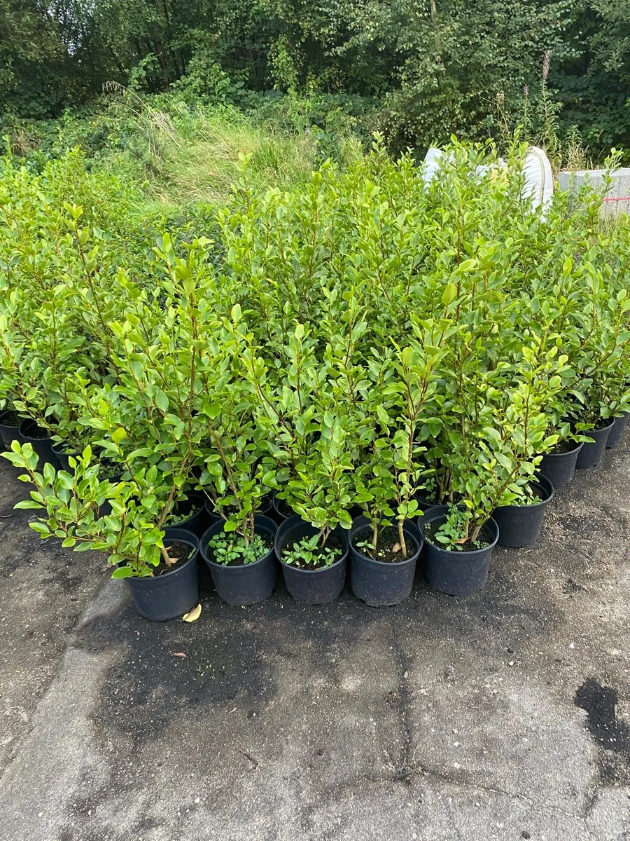 POTTED GRISELINIA