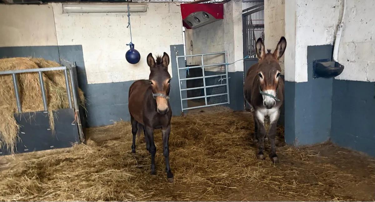 Gelding donkey and Mule - Image 1