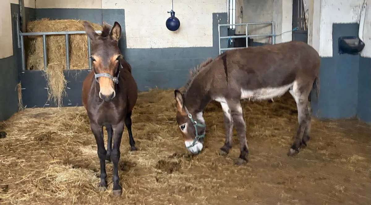 Gelding donkey and Mule - Image 4