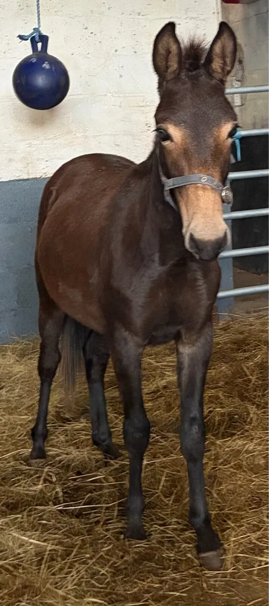 Mule 2 years old (male) - Image 3
