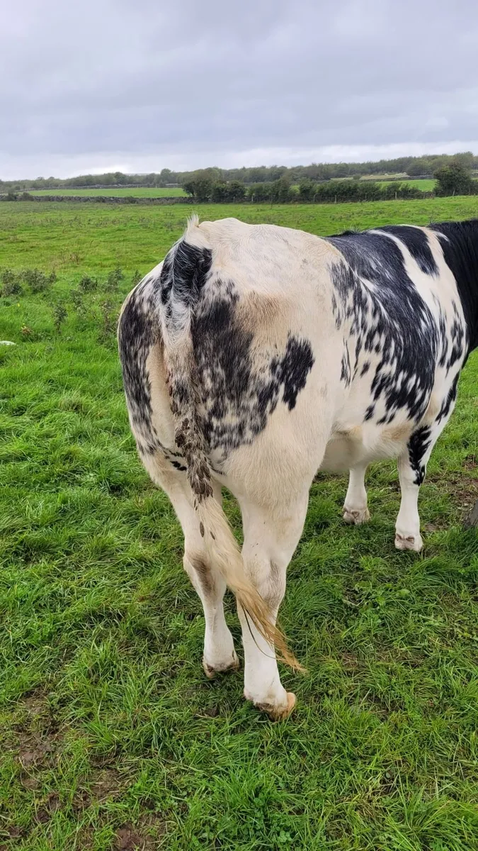Breeding heifers - Image 3