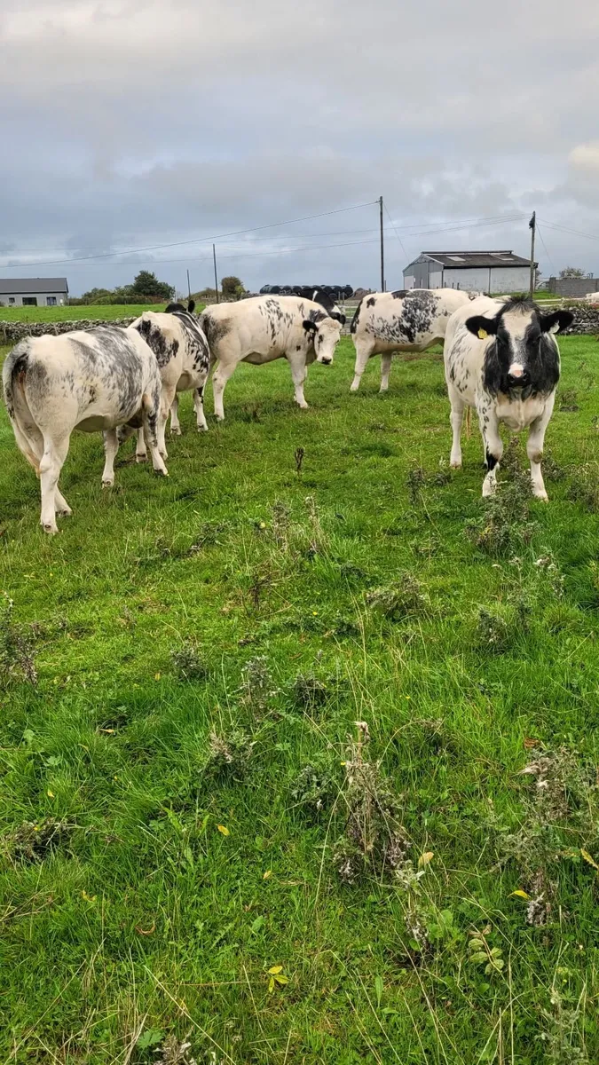 Breeding heifers - Image 4