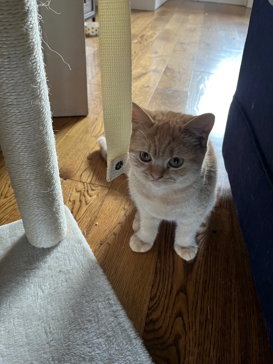 British shorthair kitten - Image 2