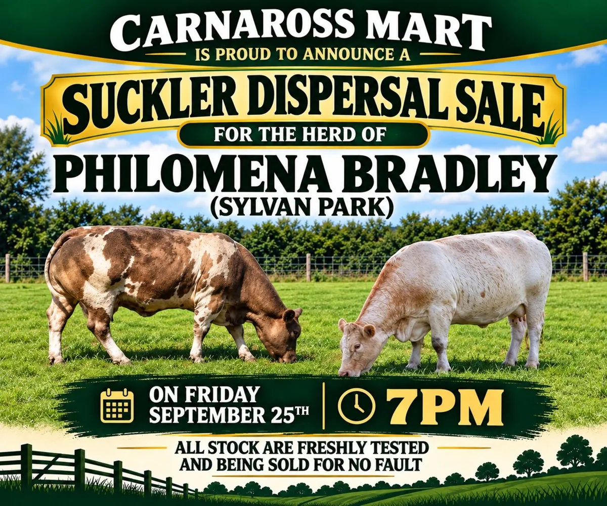 Suckler dispersal sale - Image 1