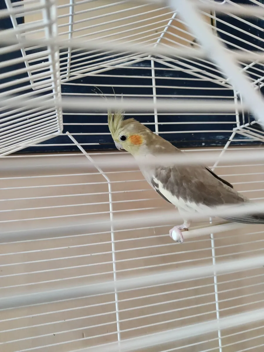 Cockatiel - Image 2