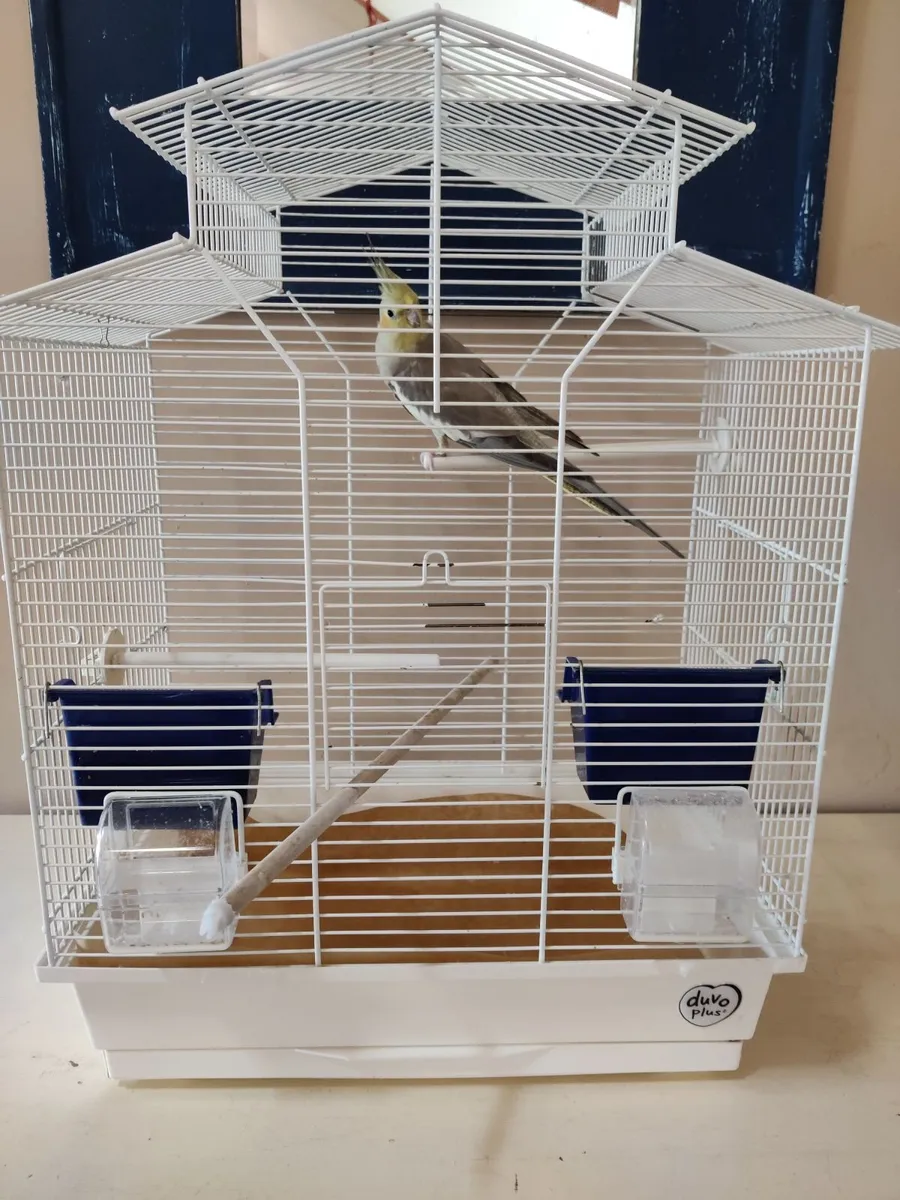 Cockatiel - Image 3