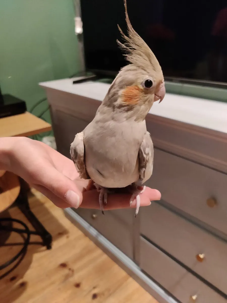 Cockatiel - Image 1