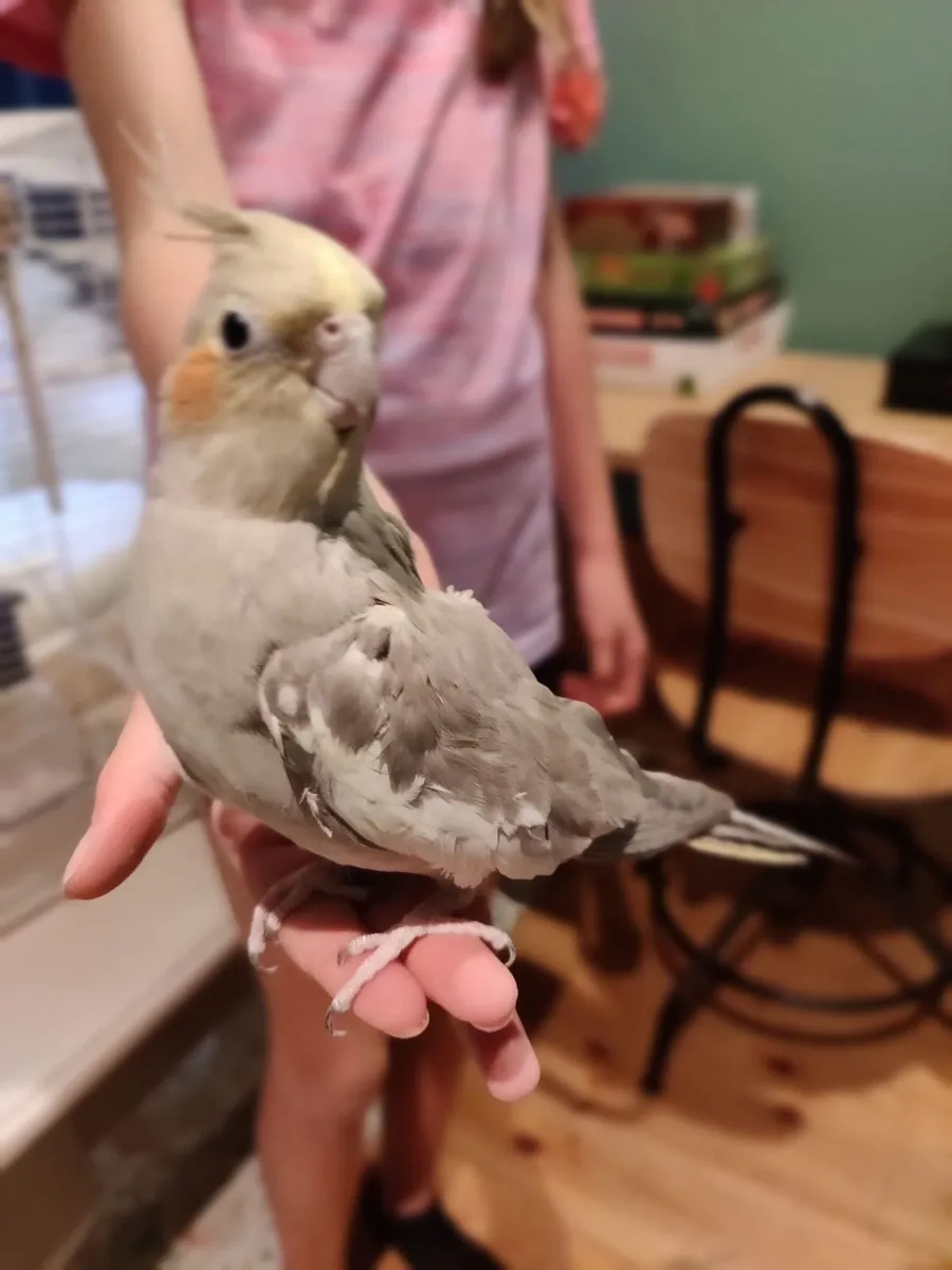 Cockatiel - Image 4