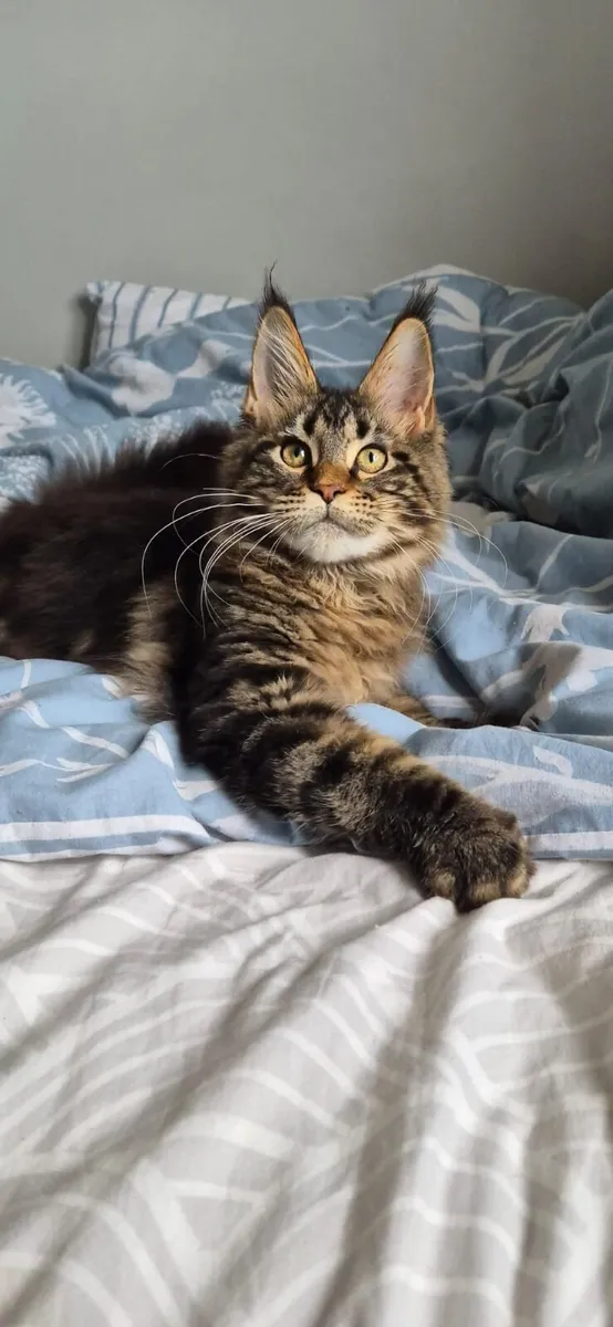 Maine Coon - Image 4