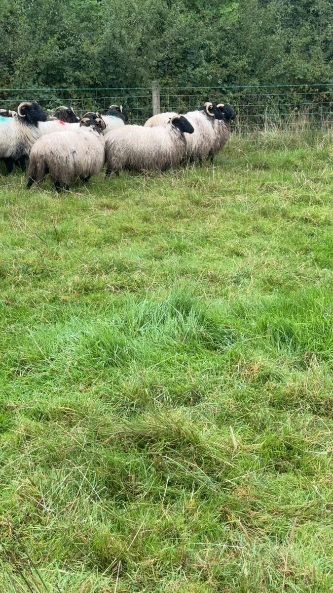 Blackface horned ewe lambs - Image 2
