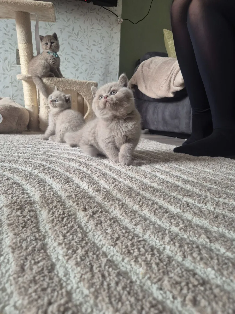 British shorthair - Image 3