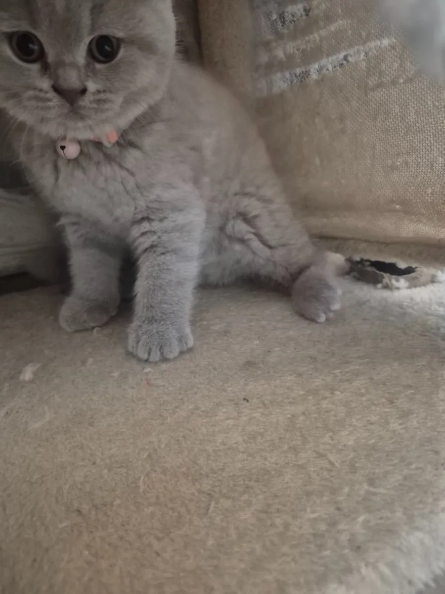 British shorthair - Image 4