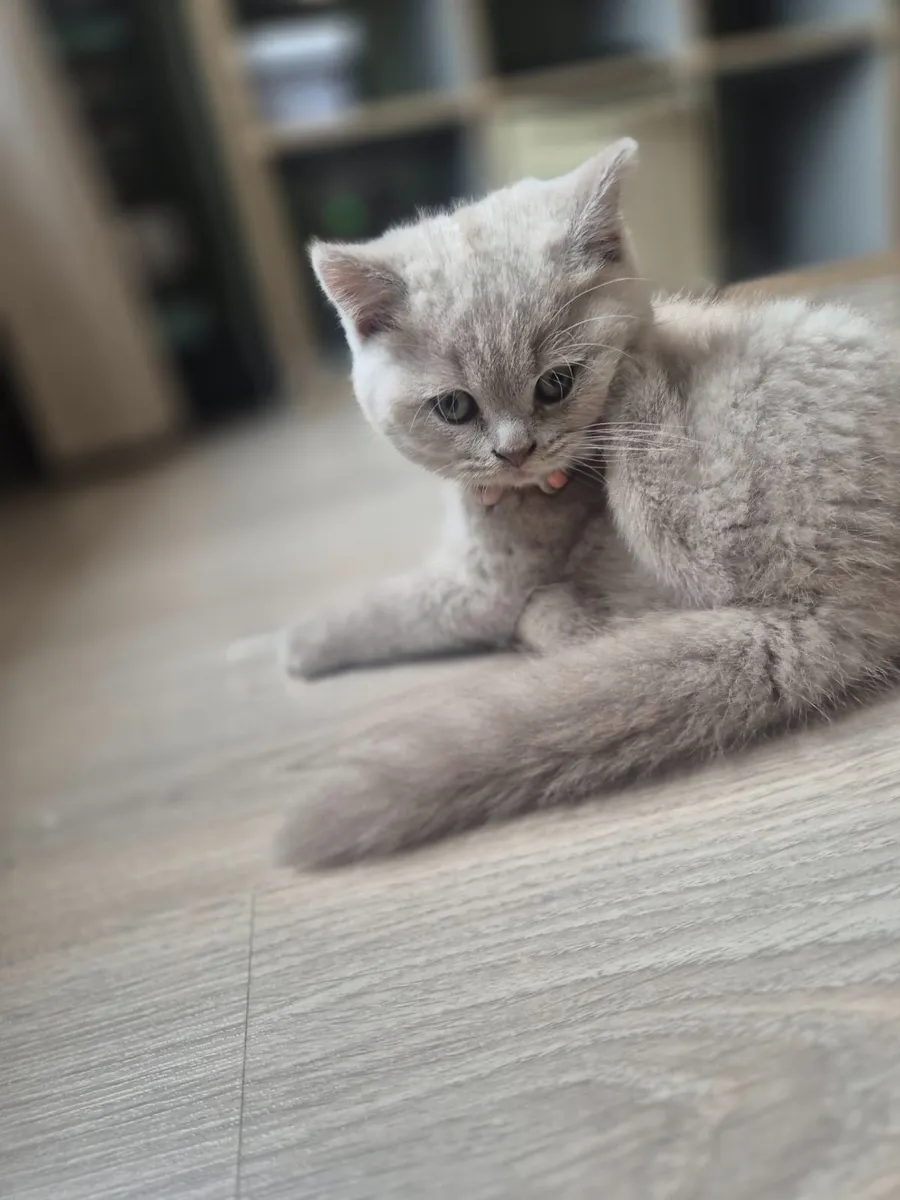 British shorthair - Image 1