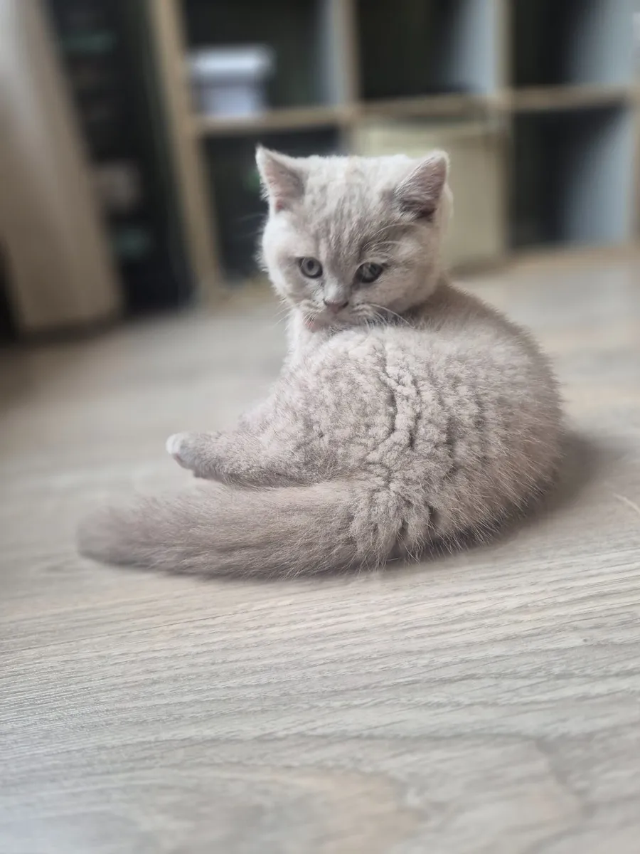 British shorthair - Image 2