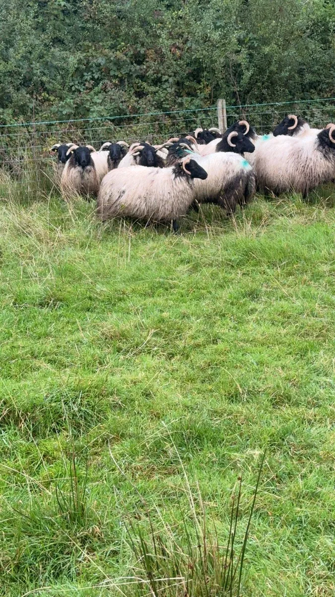 Blackface horned ewe lambs - Image 1