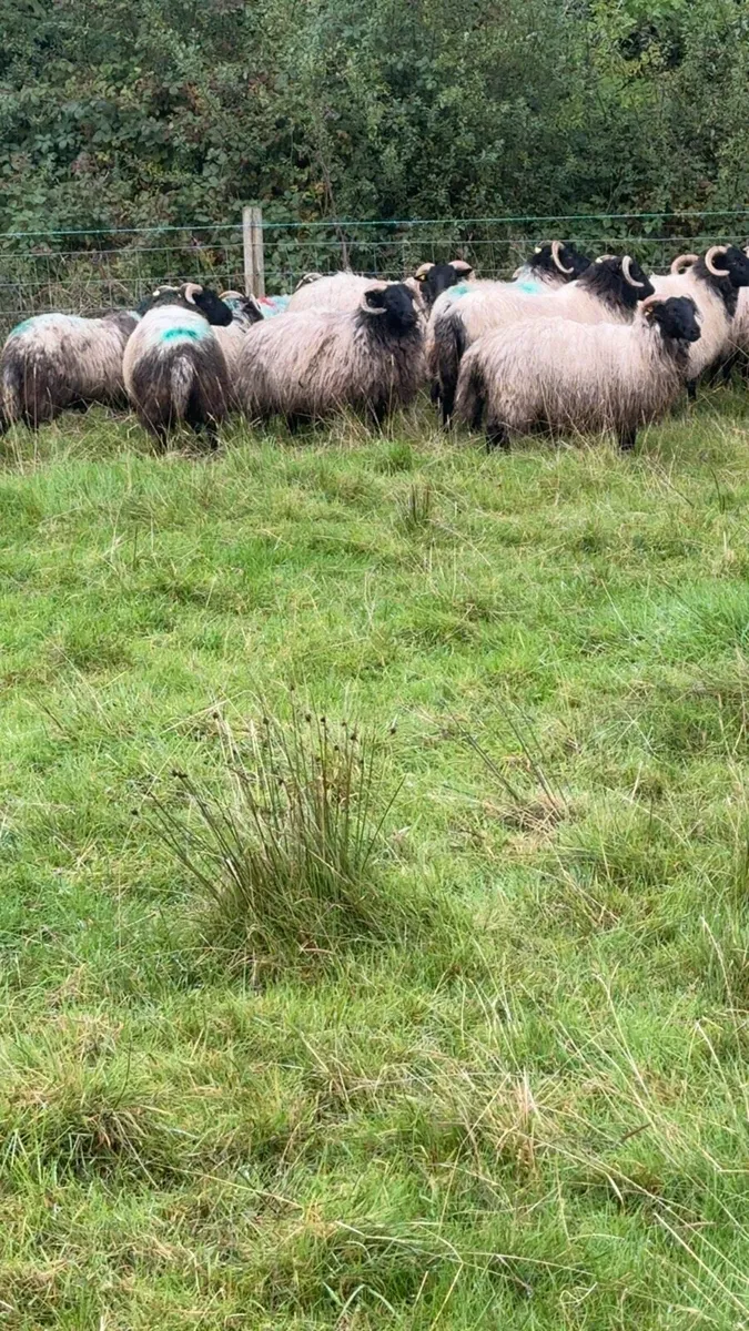 Blackface horned ewe lambs - Image 3
