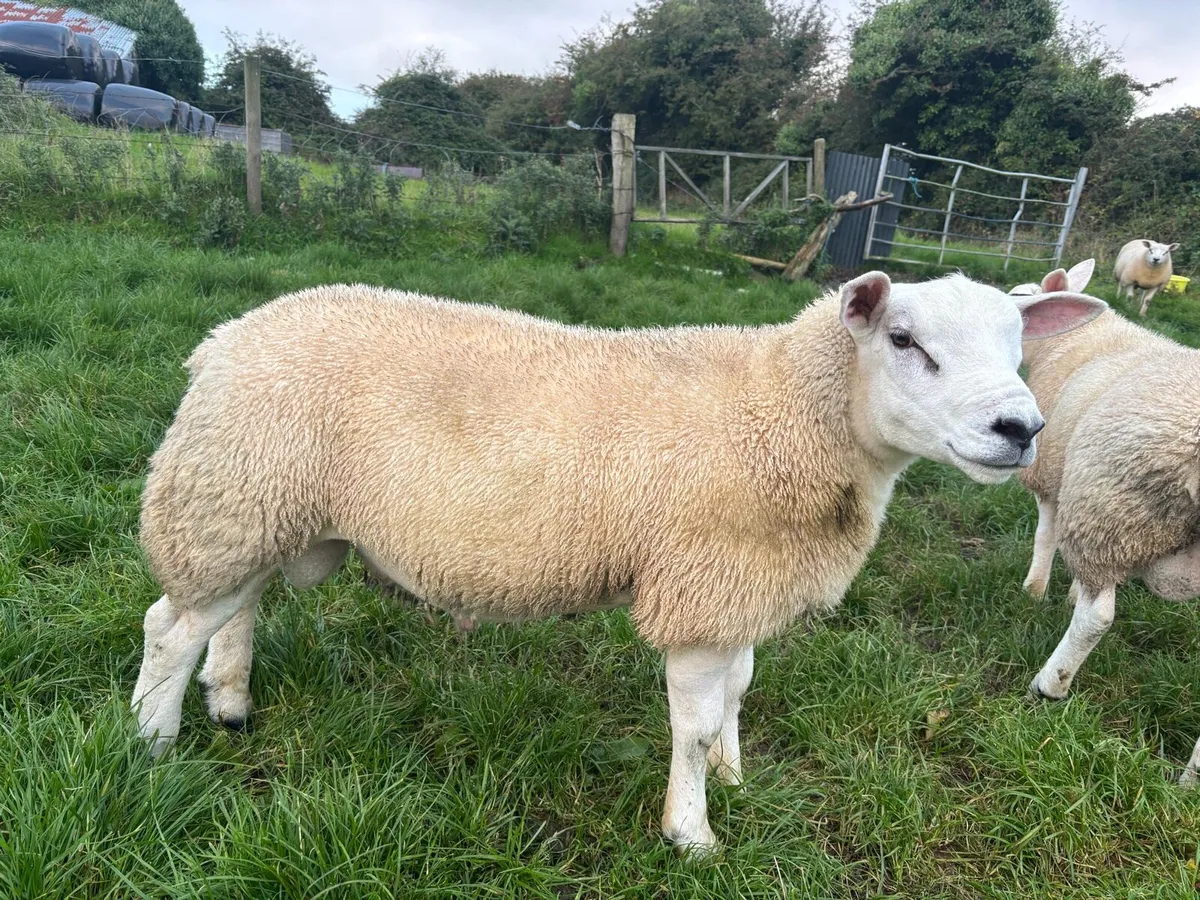 Texel Rams - Image 2